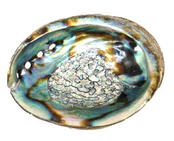 4" -5" Abalone Shell burner - Click Image to Close